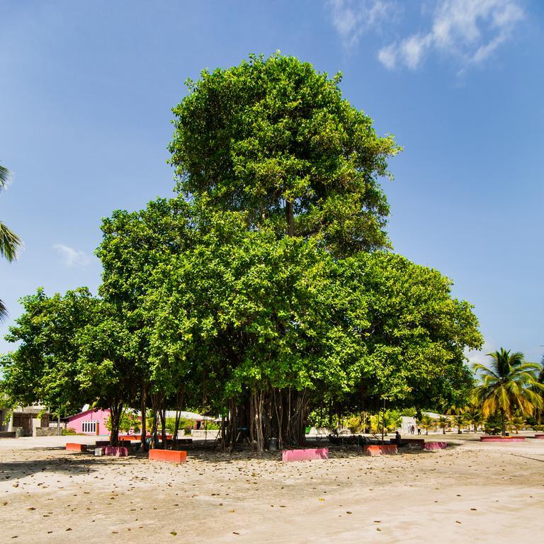 Villa Rosa Maldives Feridhoo Luaran gambar
